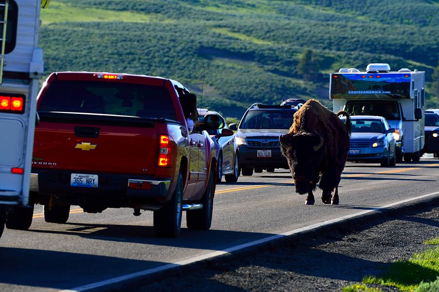 Bison Bull Standoff Photograph by Walt Sterneman