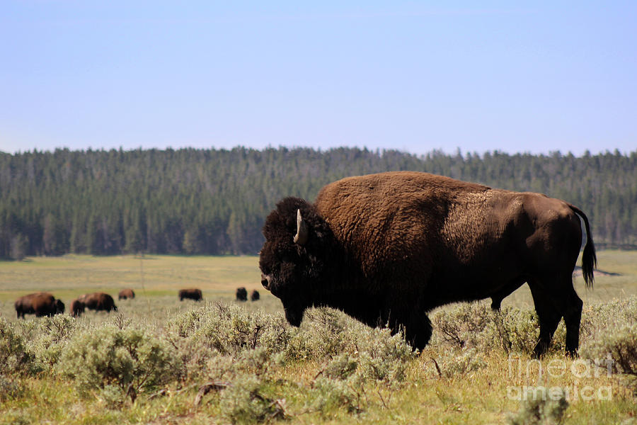 Bison Bull Watching Over Herd In Yellowstone National Park Photograph