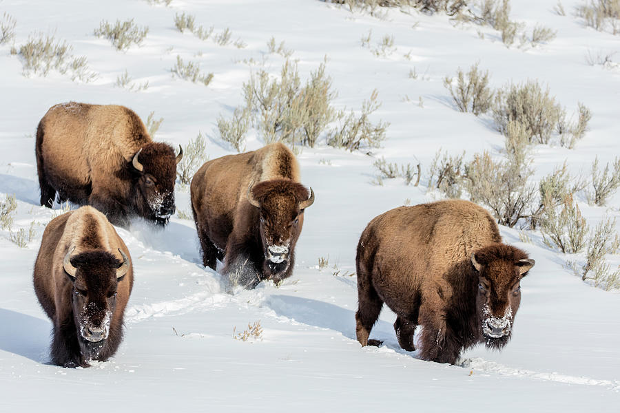 Bison Bulls In Winter In Yellowstone Photograph by Chuck Haney - Fine ...