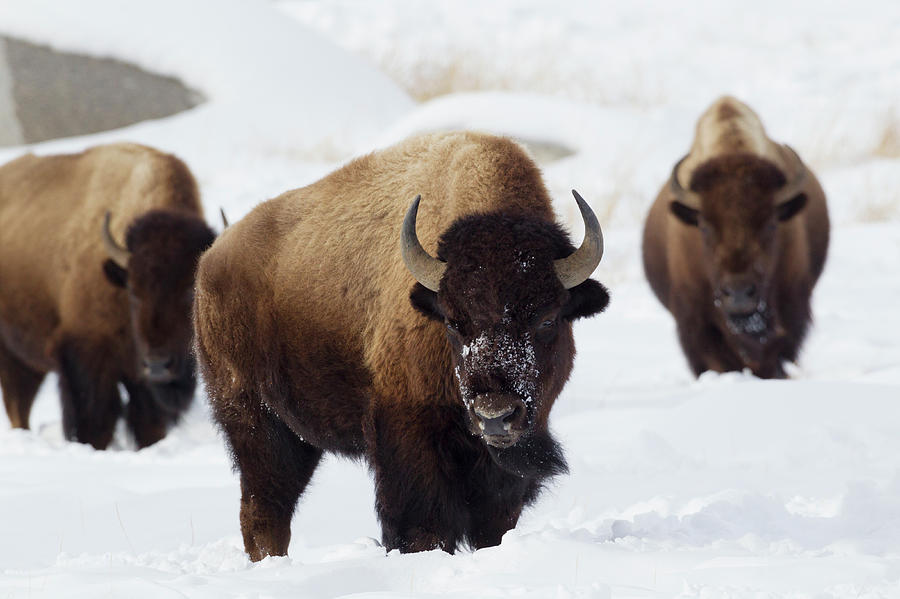 Bison Bulls, Winter Photograph by Ken Archer - Fine Art America