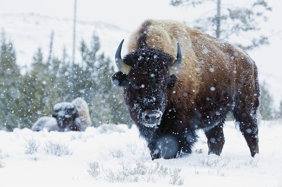 Bison Bulls, Winter Landscape Photograph by Ken Archer