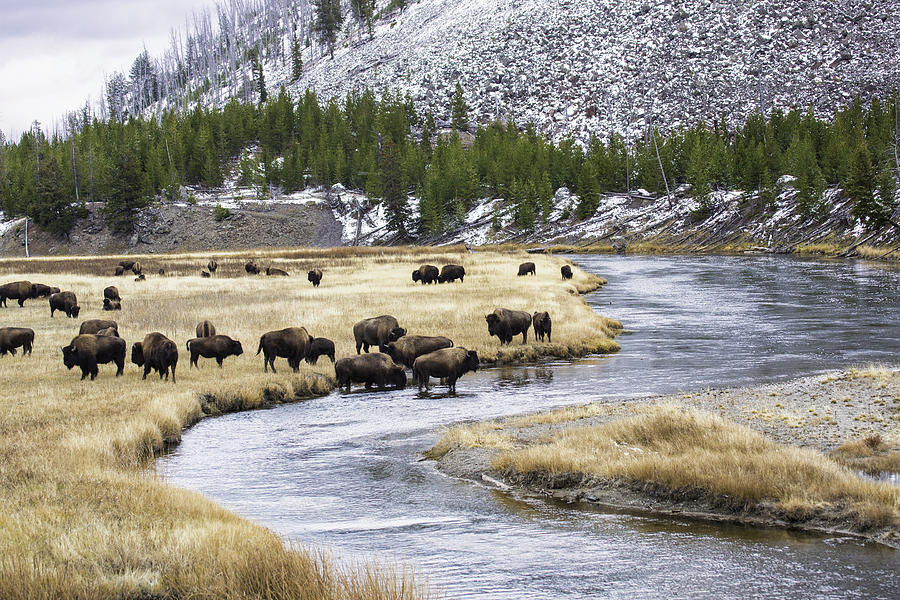 Bison By The Madison Photograph By Carolyn Fox - Fine Art America