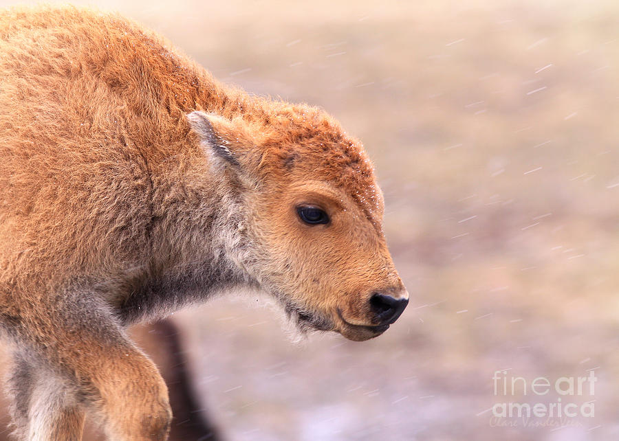 Bison Calf Photograph by Clare VanderVeen