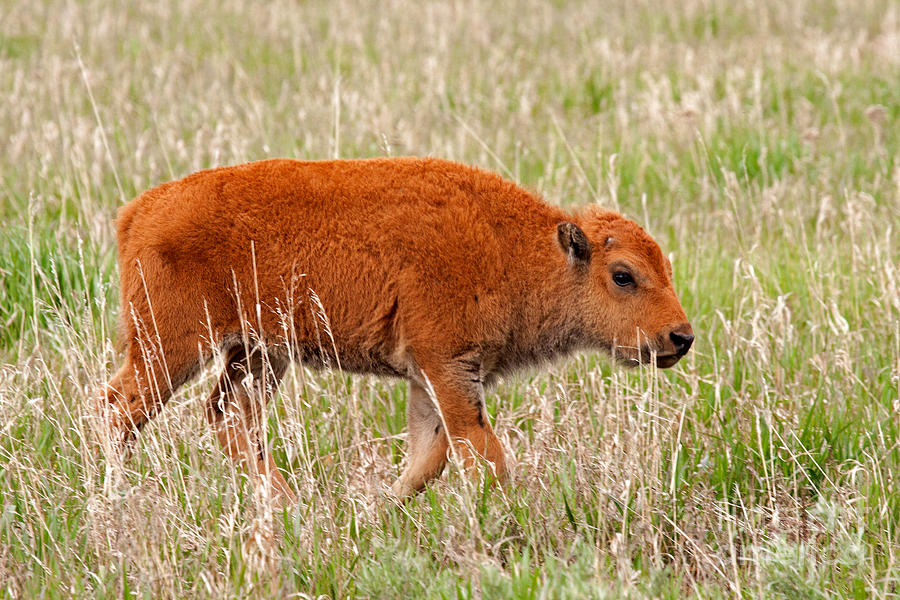 Bison Calf Grand Teton National Park Photograph by Fred Stearns