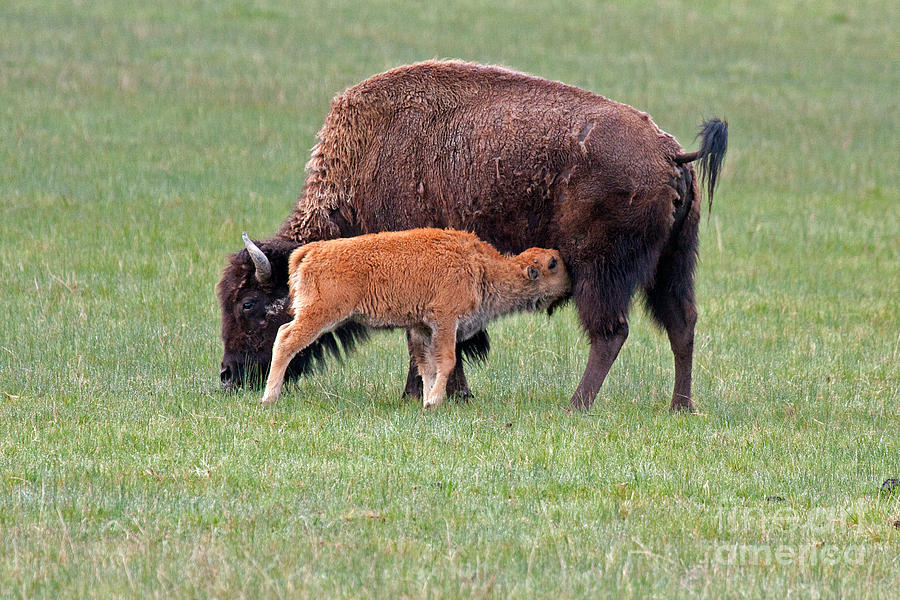 Bison Calf having Breakfast in  Yellowstone National Park Photograph by Fred Stearns