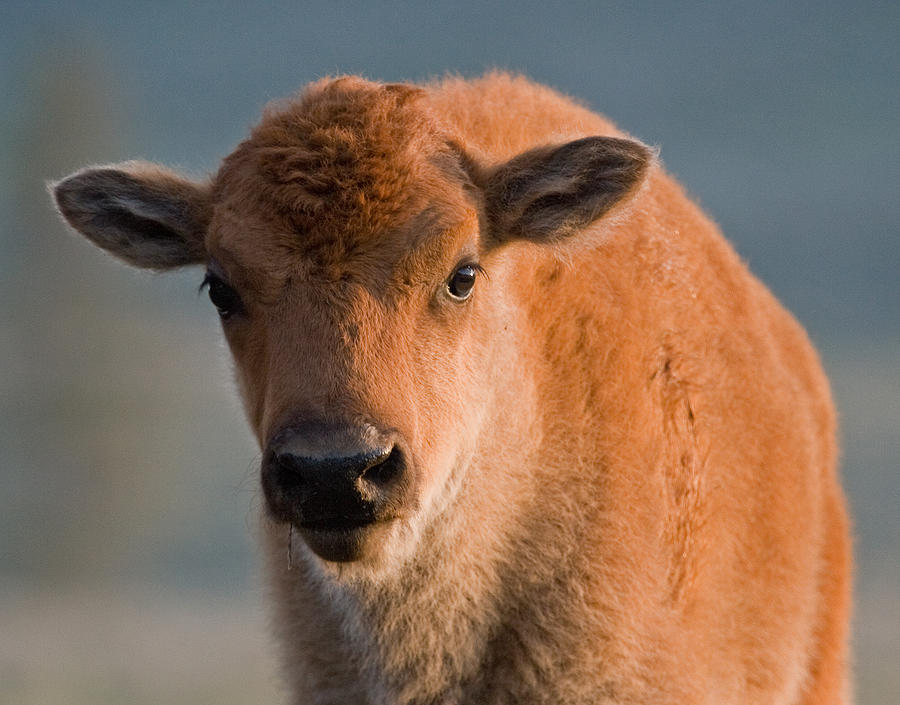 Bison Calf I Photograph by Max Waugh