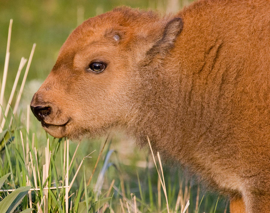 Bison Calf II Photograph by Max Waugh
