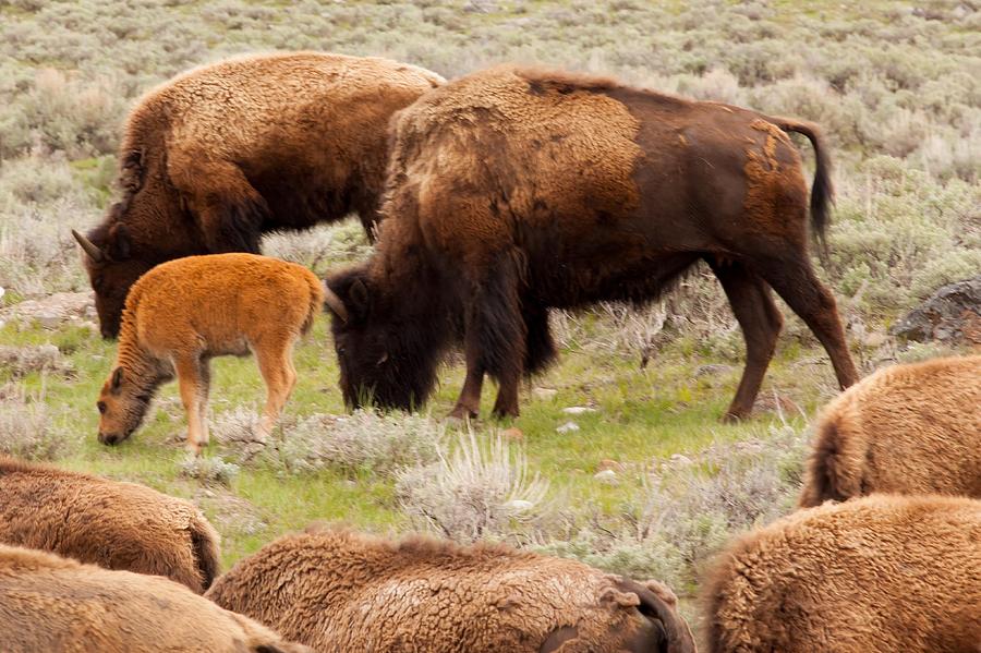 Bison Calf in Herd Photograph by Natural Focal Point Photography