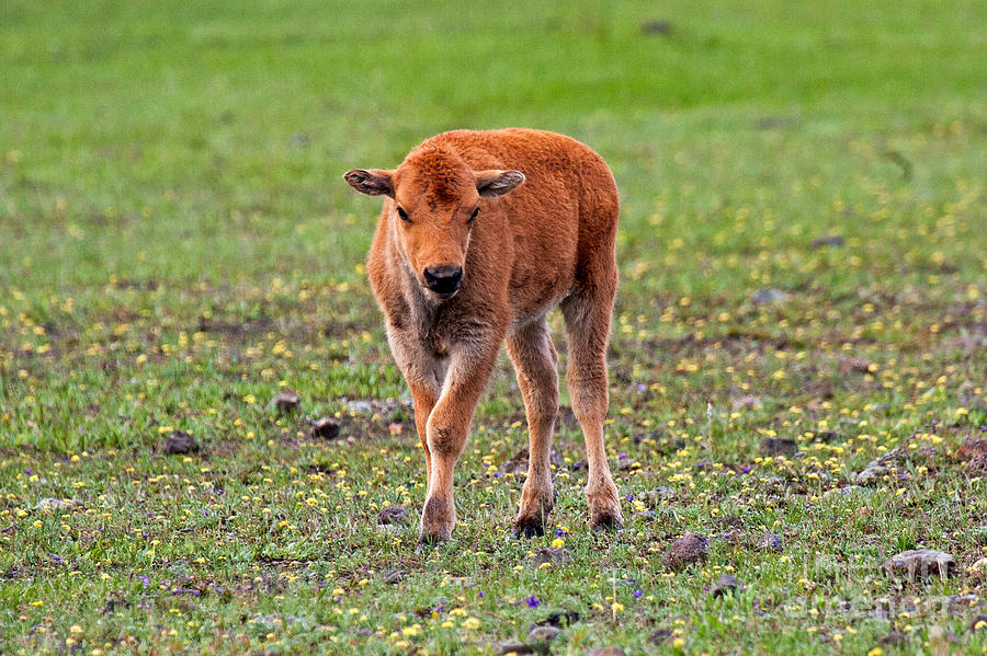 Bison Calf in the Flowers Yellowstone National Park Photograph by Fred Stearns