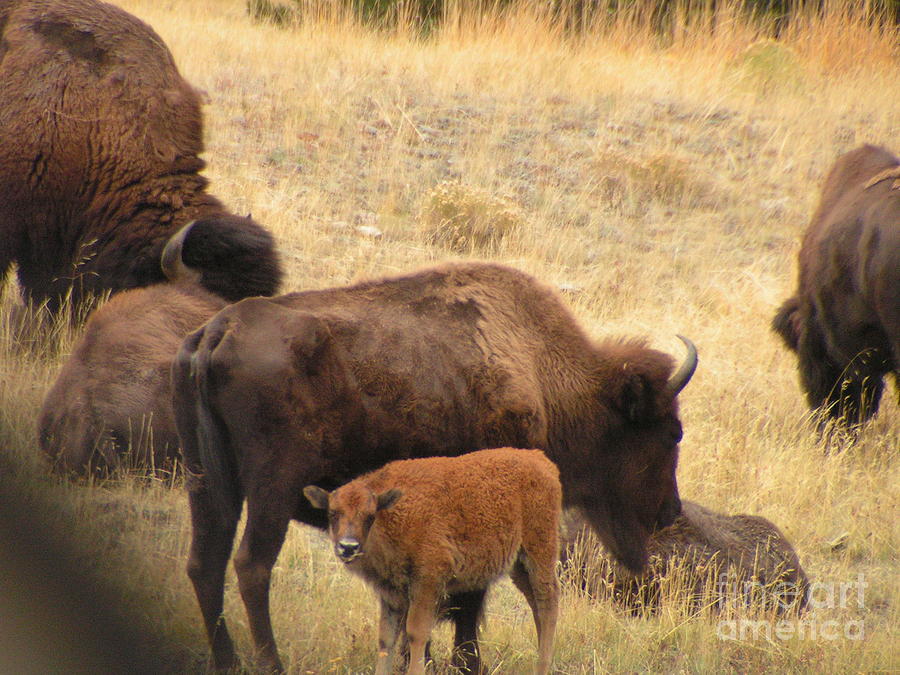 Bison Cal Bison Calf Photograph by Sandra Williams - Fine Art America