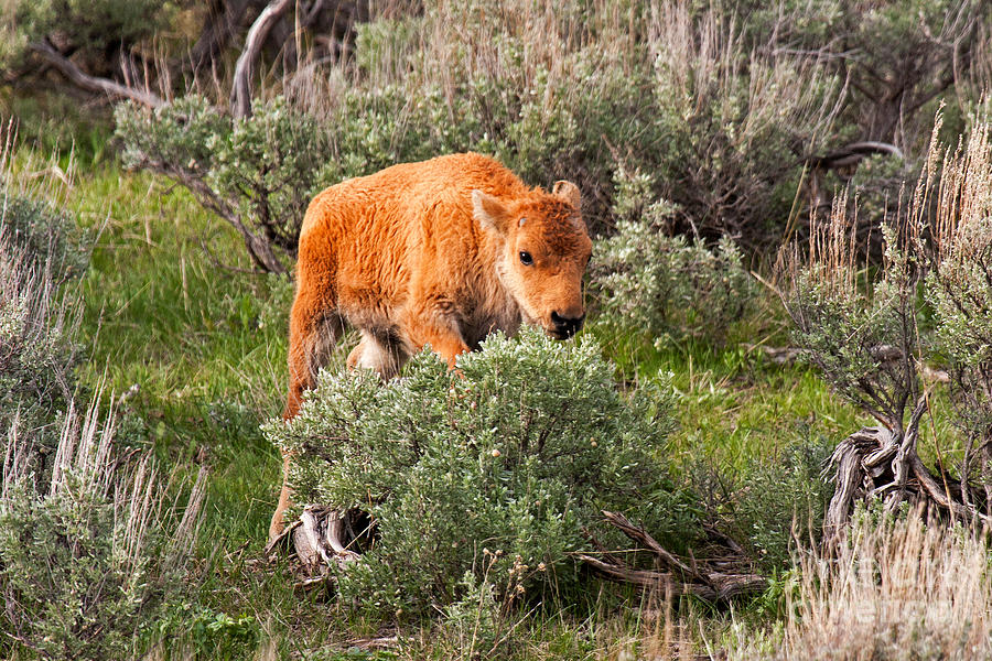 Bison Calf Scratching Itch in Yellowstone National Park Photograph by Fred Stearns