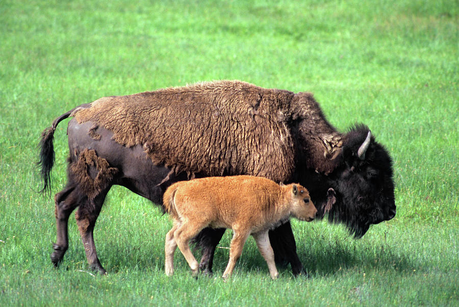 Bison Calf Walking Alongside Cow Photograph by Animal Images - Fine Art ...