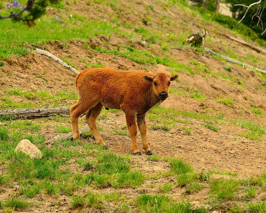 Bison Calf Photograph by Walt Sterneman