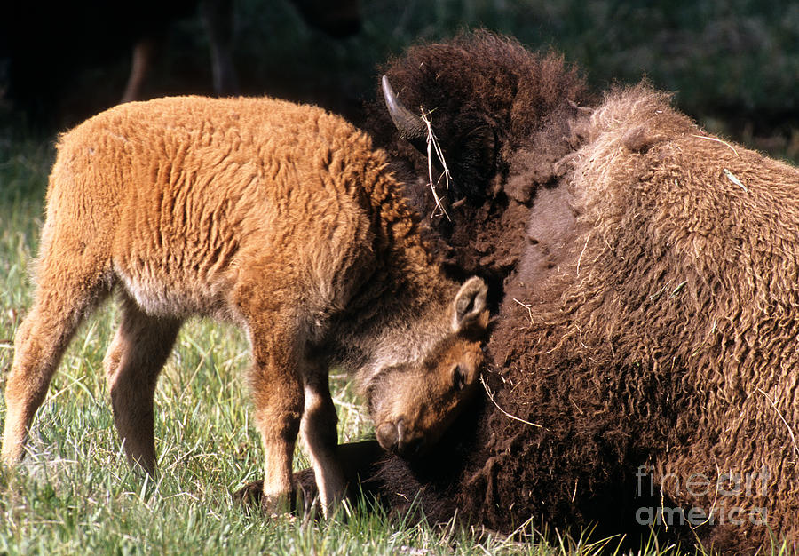 Bison Calf With Mother Photograph by William H. Mullins