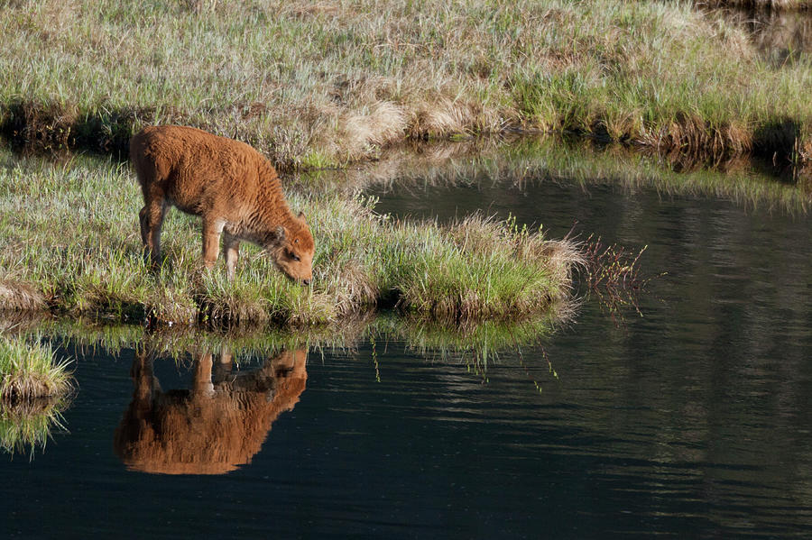 Bison Calf, Yellowstone National Park Photograph by Ken Archer - Fine ...