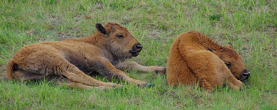 Bison Calves  Photograph by Gary OBoyle