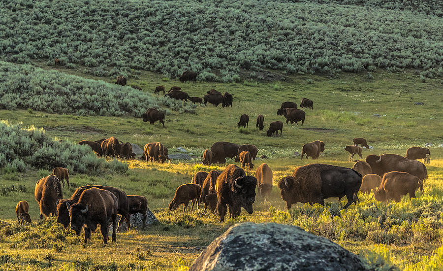 Bison Confrontation Photograph by Yeates Photography