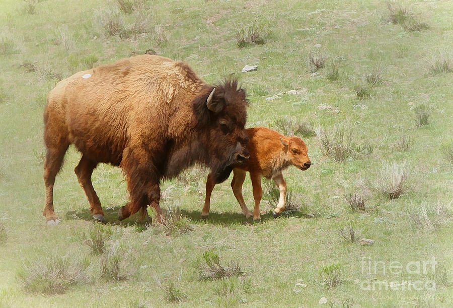 Yellowstone National Park Photograph - Bison Cow and Calf by Clare VanderVeen