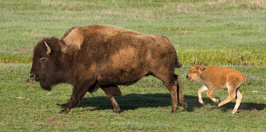Bison Cow and Calf Photograph by Max Waugh