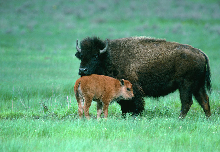 Bison Cow And Calf Photograph By William Ervin Science Photo Library 