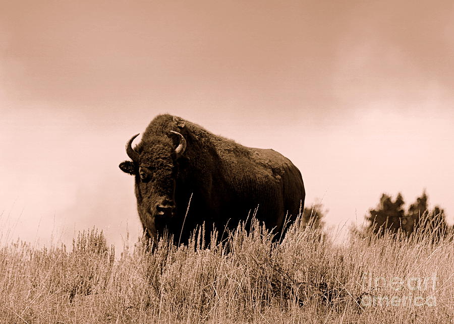 Bison Cow on an Overlook in Yellowstone National Park Sepia Photograph by Catherine Sherman