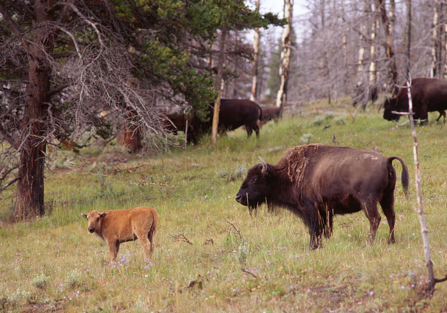 Bison Cow With Calf Photograph
