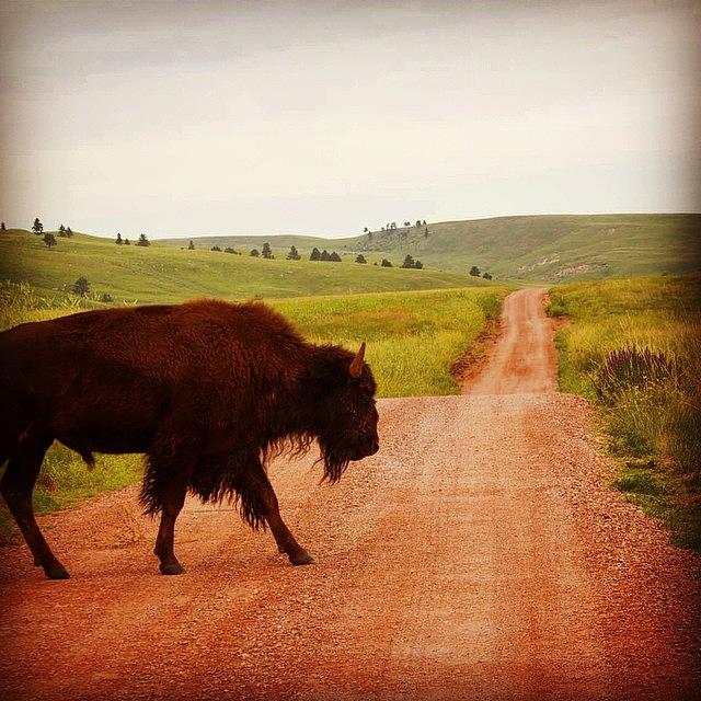 Animal Photograph - Bison Crossing by Hermes Fine Art