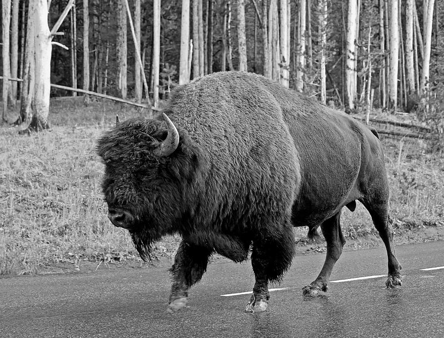 Yellowstone National Park Photograph - Bison Crossing by Wasatch Light