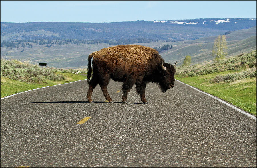 Bison Crossing Road Photograph by Joseph Mckenna