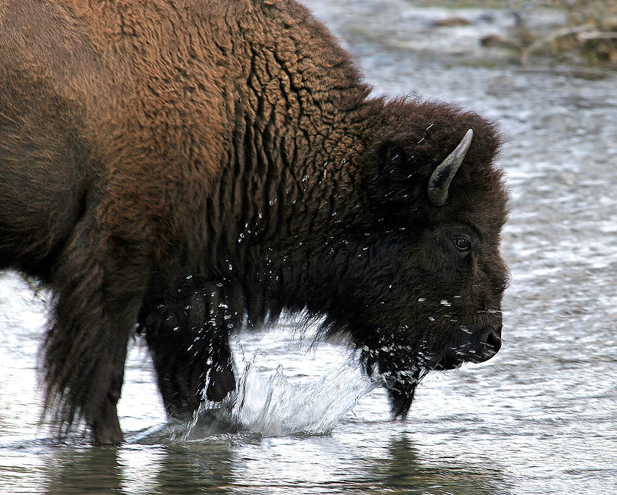 Bison Photograph - Bison crossing Teton Creek by Patrick Derickson