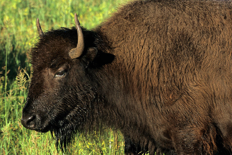 Bison Photograph - Bison, Custer State Park, South Dakota by Richard and Susan Day