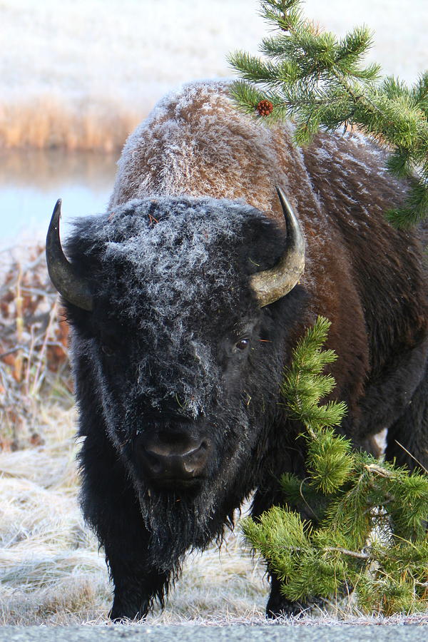 Bison Photograph by David Andersen