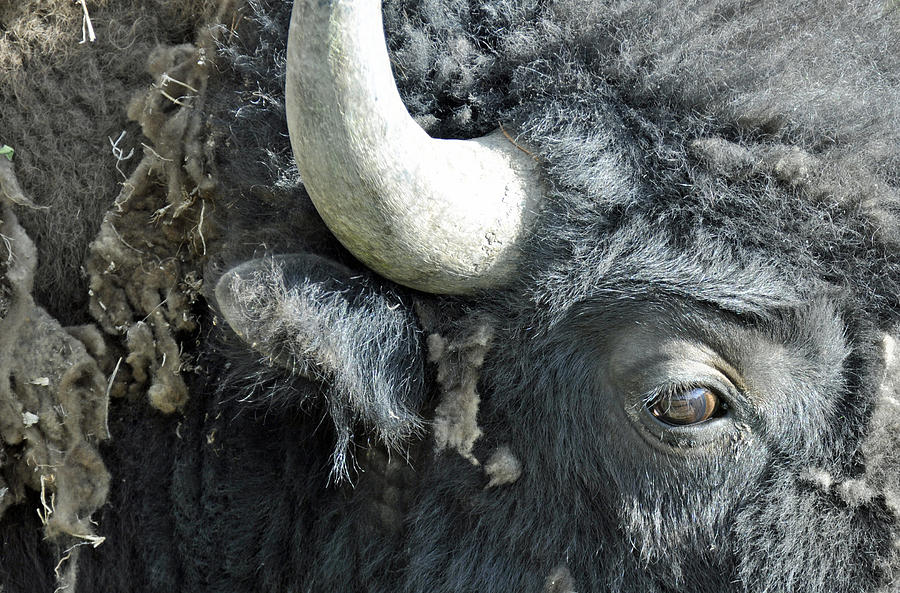 Bison Eye Photograph by Bruce Gourley