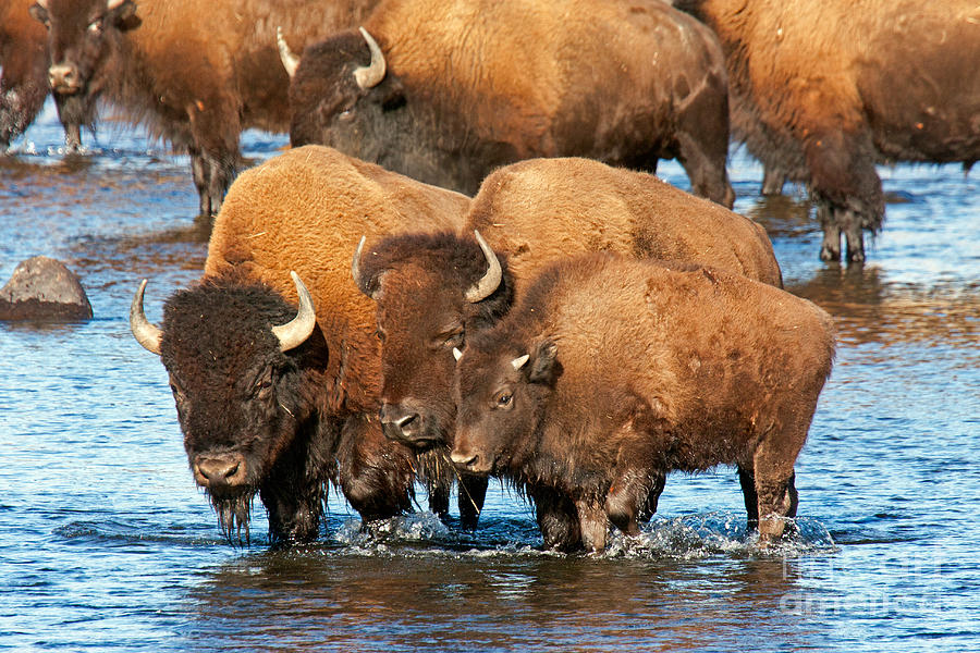 Bison Family in the Lamar River in Yellowstone National Park Photograph by Fred Stearns