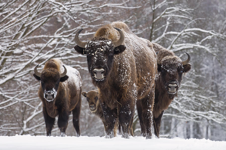 Bison family in winter day in the snow Photograph by Danm