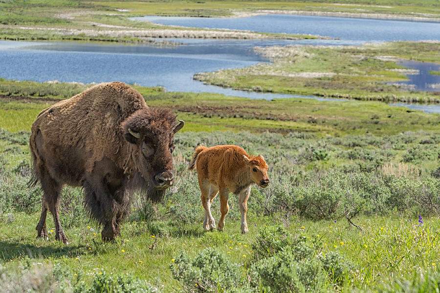 Yellowstone National Park Photograph - Bison Family by Jared Perry 