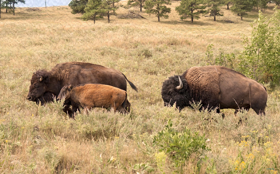 Bison Family Photograph by John M Bailey