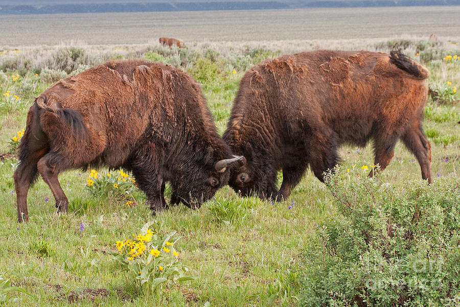 Bison Fight in Grand Teton National Park Photograph by Fred Stearns