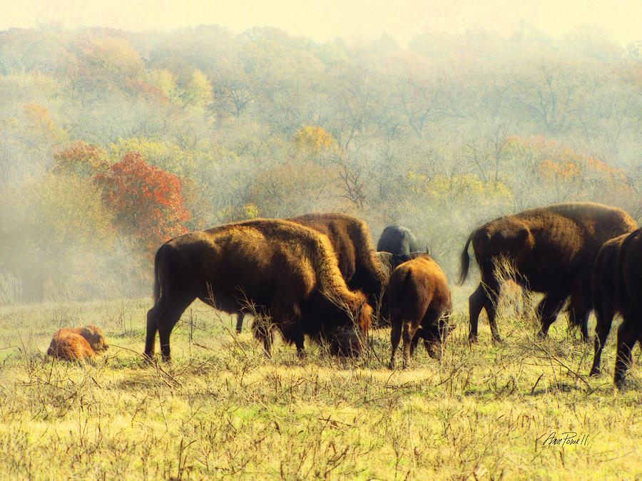 Bison Foggy Autumn Morning Photograph by Ann Powell