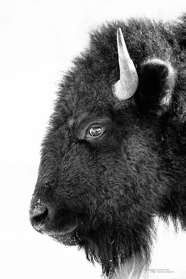 Bison Photograph - Bison Formal Portrait by Dustin Abbott