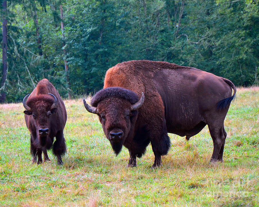 Bison Photograph by Frank Larkin