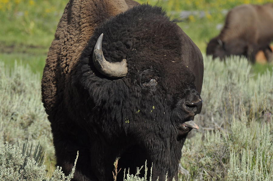 Yellowstone National Park Photograph - Bison by Frank Madia