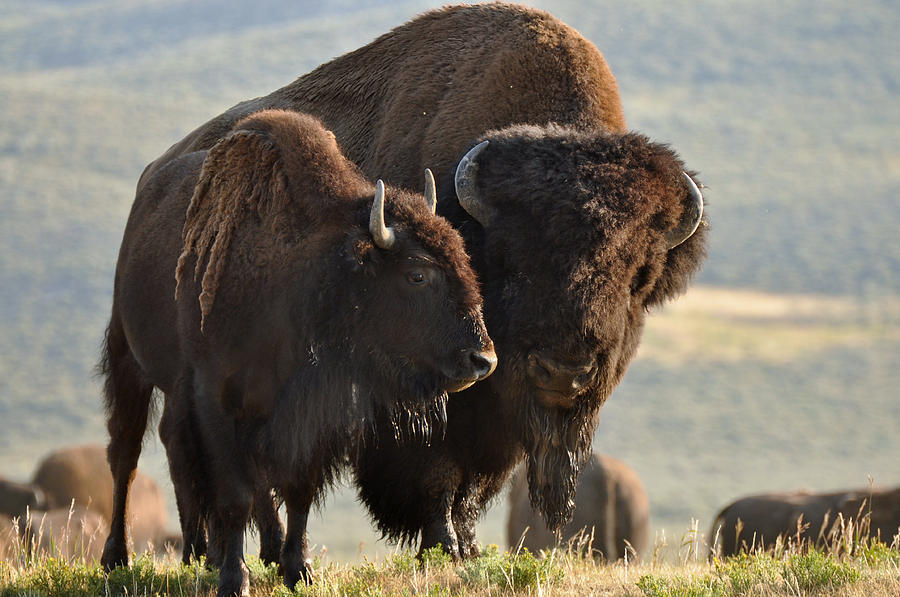 Bison Friends Photograph by Bruce Gourley