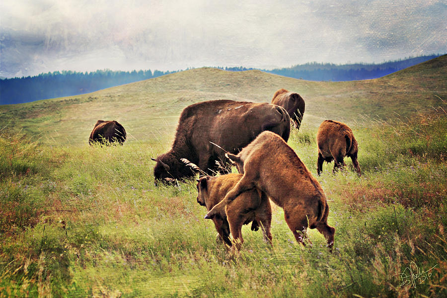 Bison Photograph - Bison Games by Deborah Johnson Bison Photograph - Bison Games by Deborah Johnson