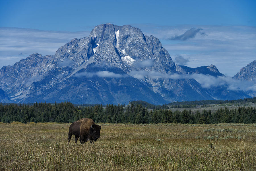 Bison Grand Teton National Park, Wy Photograph by Mark Newman