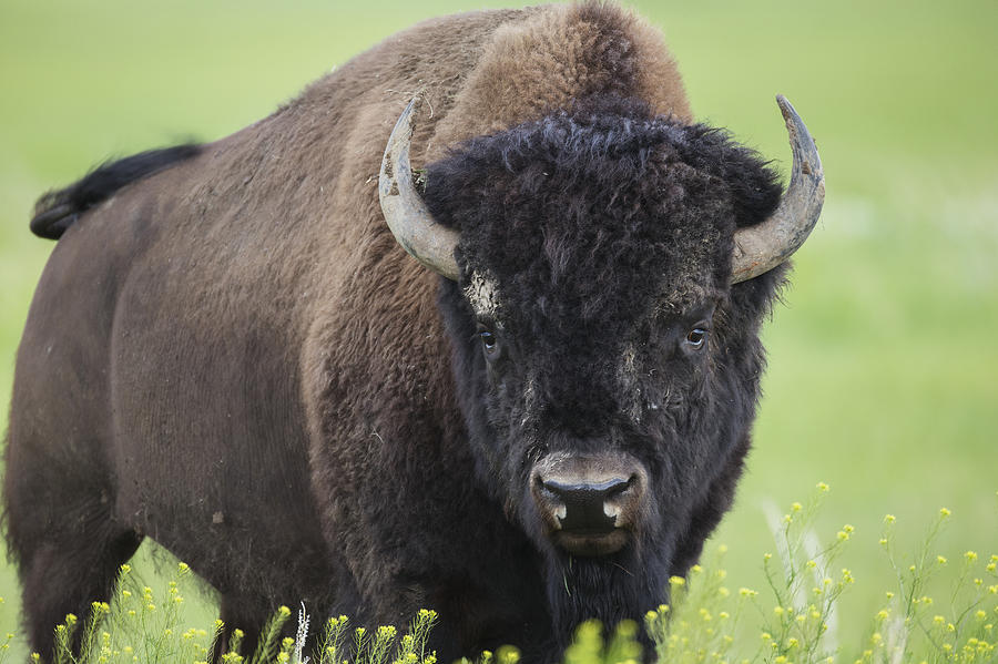 Bison, Grasslands National Park Photograph by Robert Postma - Fine Art ...