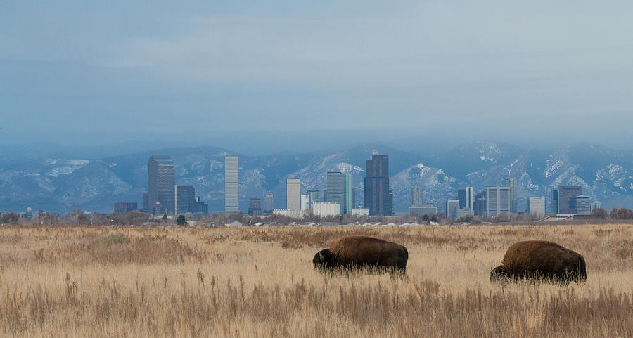 Bison Photograph - Bison Graze with Denver Colorado in the Background by Tony Hake