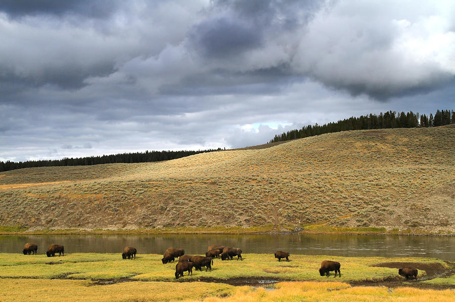 Bison grazing along the Yellowstone River in Hayden Valley Photograph by Ed Riche