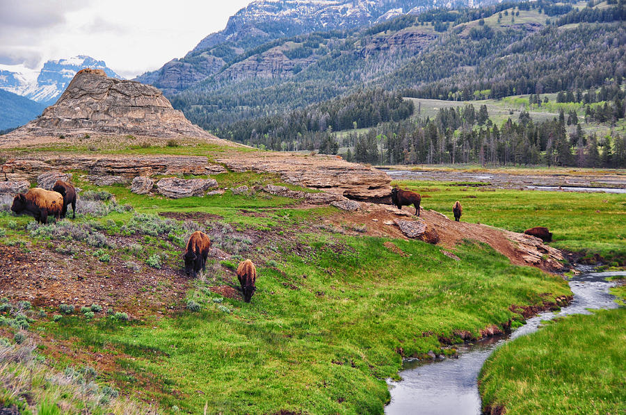 Bison Grazing at Soda Butte - Lamar Valley - Yellowstone National Park - Wyoming Photograph by Bruce Friedman