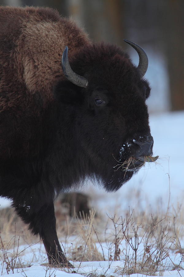 Bison Grazing Photograph by Bruce J Robinson